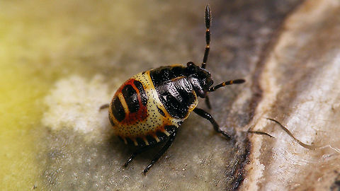 Eurydema oleracea - Nymph  Eurydema,Eurydema oleracea,Hemiptera,Heteroptera,Jane's garden,Nymph,Pentatomidae,Strachiini,nl: Koolschidwants