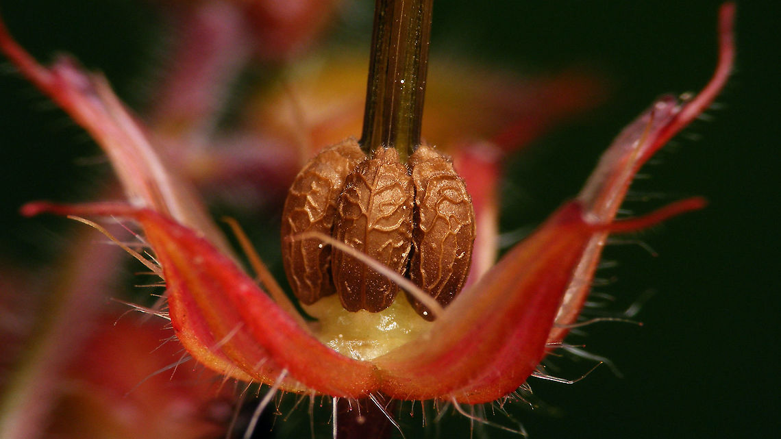 Ready for launch ...  Geraniaceae,Geranium,Geranium robertianum,Herb Robert,Jane's garden,nl: Robertskruid,seeds
