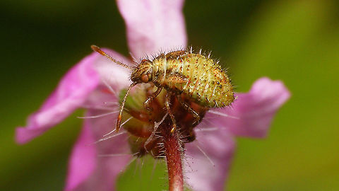 Rhopalus subrufus - Nymph (4th. std.), greenish Same nymph, more ventral:
https://www.jungledragon.com/image/117875/rhopalus_subrufus_-_nymph_ventral.html Coreoidea,Geranium robertianum,Herb Robert,Jane's garden,Nymph,Rhopalidae,Rhopalus,Rhopalus subrufus,nl: Geblokte glasvleugelwants,nl: Robertskruid