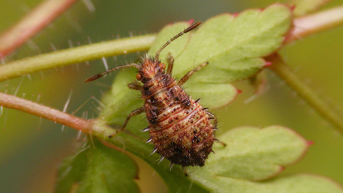 Rhopalus subrufus - Nymph (4th std.), brownish Brownish 4th stadium nymph.<br />
One day later it had moulted to 5th (last) stadium:<br />
<figure class="photo"><a href="https://www.jungledragon.com/image/118015/rhopalus_subrufus_-_nymph_5th_std.html" title="Rhopalus subrufus - Nymph (5th std.)"><img src="https://s3.amazonaws.com/media.jungledragon.com/images/3043/118015_thumb.jpg?AWSAccessKeyId=05GMT0V3GWVNE7GGM1R2&Expires=1759968010&Signature=b3ivRuM4Zd%2F2vzcm6yDHLgSXKyk%3D" width="200" height="114" alt="Rhopalus subrufus - Nymph (5th std.) Same individual as this 4th stadium nymph, one day earlier:<br />
https://www.jungledragon.com/image/117874/rhopalus_subrufus_-_nymph_brownish.html Coreoidea,Geranium robertianum,Herb Robert,Jane&#039;s garden,Nymph,Rhopalidae,Rhopalus,Rhopalus subrufus,nl: Geblokte glasvleugelwants,nl: Robertskruid" /></a></figure> Coreoidea,Geranium robertianum,Herb Robert,Jane's garden,Nymph,Rhopalidae,Rhopalus,Rhopalus subrufus,nl: Geblokte glasvleugelwants,nl: Robertskruid