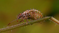 Rhopalus subrufus - Nymph (4th. std.), ventral Same nymph, more dorsal<br />
https://www.jungledragon.com/image/117873/rhopalus_subrufus_-_nymph_greenish.html Coreoidea,Jane's garden,Nymph,Rhopalidae,Rhopalus,Rhopalus subrufus,nl: Geblokte glasvleugelwants
