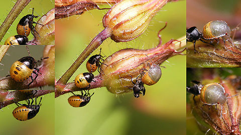 Stagonomus venustissimus - Nymphs on Herb Robert This year it seems the Woundwort shieldbugs have colonised the Herb Robert more than the Woundwort itself...
The teneral nymph on the right is one step ahead of its siblings on the left and has just moulted to the next stadium.  4K UHD,Eysarcorini,Eysarcoris,Eysarcoris venustissimus,Geranium robertianum,Herb Robert,Heteroptera,Jane's garden,Nymphs,Pentatomidae,Pentatominae,Stagonomus venustissimus,Teneral,Woundwort shieldbug,nl: Andoornschildwants,nl: Robertskruid