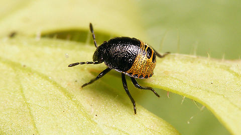 Stagonomus venustissimus - Nymph  Eysarcorini,Eysarcoris,Eysarcoris venustissimus,Heteroptera,Jane's garden,Nymph,Pentatomidae,Pentatominae,Stagonomus venustissimus,Woundwort shieldbug,nl: Andoornschildwants