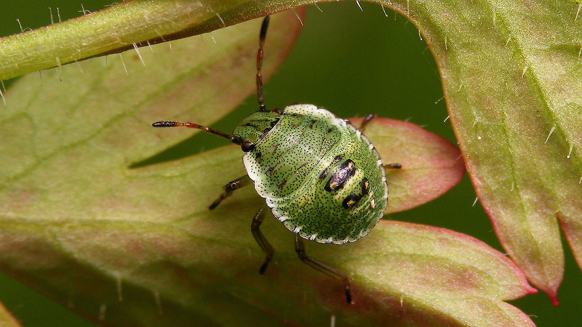 Palomena prasina - Nymph on Herb Robert Lots of different species of bugs developing on this &quot;weed&quot;, so obviously this one can&#039;t be missing ;o)  Geranium robertianum,Green shield bug,Hemiptera,Herb Robert,Heteroptera,Jane's garden,Nymph,Palomena,Palomena prasina,Pentatomidae,nl: Groene schildwants,nl: Robertskruid