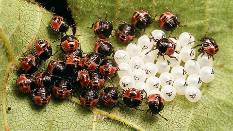 Kindergarten is out!  Eggs,Green shield bug,Hemiptera,Heteroptera,Jane's garden,Nymphs,Ovae,Palomena,Palomena prasina,Pentatomidae,nl: Groene schildwants