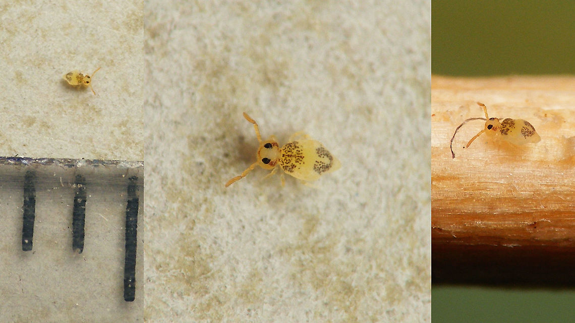 Deuterosminthurus bicinctus var. puncteolus Seriously small springtail (~.6mm). Image on right has it walking on a toothpick ... Bourletiellidae,Collembola,Deuterosminthurus,Deuterosminthurus bicinctus,Jane's garden,Springtail,Symphypleona,puncteolus
