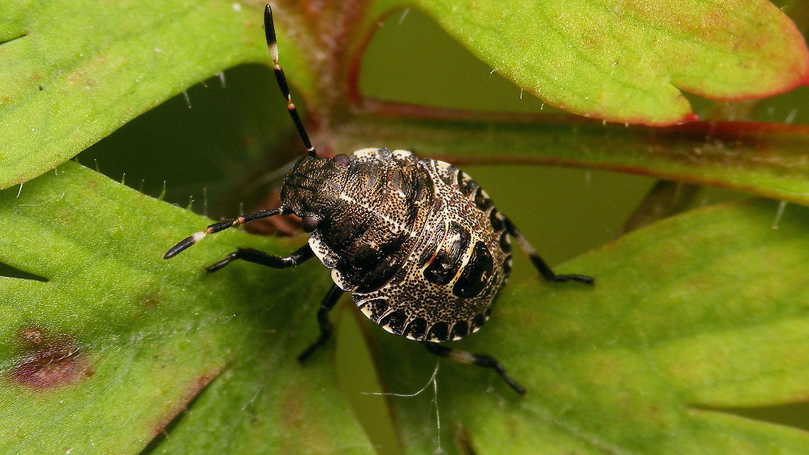 Rhaphigaster nebulosa - Late 3rd std. nymph Ventral:<br />
<figure class="photo"><a href="https://www.jungledragon.com/image/117999/rhaphigaster_nebulosa_-_nymph_ventral.html" title="Rhaphigaster nebulosa - Nymph (ventral)"><img src="https://s3.amazonaws.com/media.jungledragon.com/images/3043/117999_thumb.jpg?AWSAccessKeyId=05GMT0V3GWVNE7GGM1R2&Expires=1767225610&Signature=ikDNkI6%2FqRIosL9A9%2BDxprrNbgk%3D" width="200" height="114" alt="Rhaphigaster nebulosa - Nymph (ventral) Dorsal:<br />
https://www.jungledragon.com/image/117998/rhaphigaster_nebulosa_-_late_3rd_std._nymph.html Jane&#039;s garden,Mottled Shieldbug,Nymph,Pentatomidae,Pentatominae,Pentatomini,Rhaphigaster,Rhaphigaster nebulosa,nl: Grauwe schildwants" /></a></figure> Jane's garden,Mottled Shieldbug,Nymph,Pentatomidae,Pentatominae,Pentatomini,Rhaphigaster,Rhaphigaster nebulosa,nl: Grauwe schildwants
