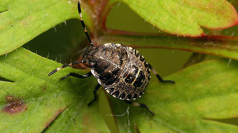 Rhaphigaster nebulosa - Late 3rd std. nymph Ventral:
https://www.jungledragon.com/image/117999/rhaphigaster_nebulosa_-_nymph_ventral.html Jane's garden,Mottled Shieldbug,Nymph,Pentatomidae,Pentatominae,Pentatomini,Rhaphigaster,Rhaphigaster nebulosa,nl: Grauwe schildwants