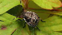 Rhaphigaster nebulosa - Late 3rd std. nymph Ventral:<br />
https://www.jungledragon.com/image/117999/rhaphigaster_nebulosa_-_nymph_ventral.html Jane's garden,Mottled Shieldbug,Nymph,Pentatomidae,Pentatominae,Pentatomini,Rhaphigaster,Rhaphigaster nebulosa,nl: Grauwe schildwants