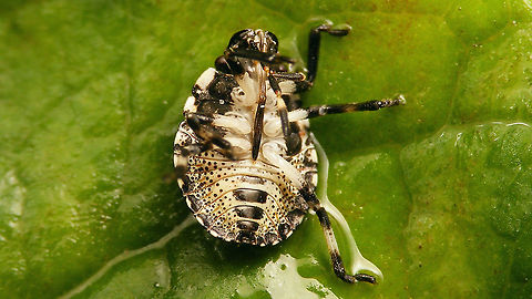 Rhaphigaster nebulosa - Nymph (ventral) Dorsal:
https://www.jungledragon.com/image/117998/rhaphigaster_nebulosa_-_late_3rd_std._nymph.html Jane's garden,Mottled Shieldbug,Nymph,Pentatomidae,Pentatominae,Pentatomini,Rhaphigaster,Rhaphigaster nebulosa,nl: Grauwe schildwants
