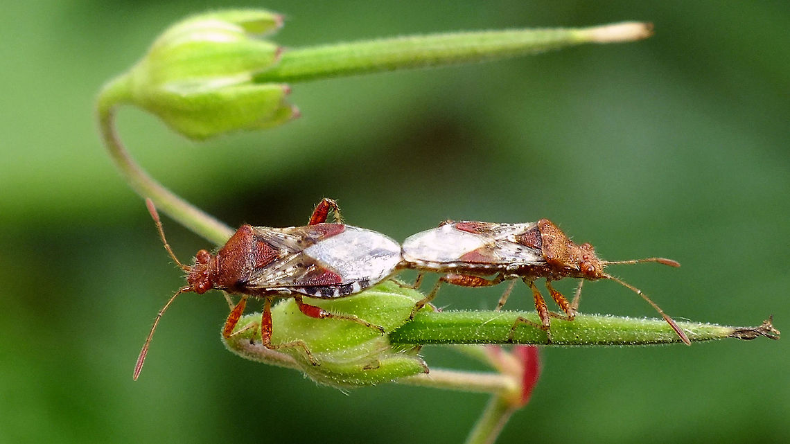 Rhopalus subrufus - Copula Image from a few years back, to fill in a blank ... Coreoidea,Jane's garden,Rhopalidae,Rhopalus,Rhopalus subrufus,copulation,nl: Geblokte glasvleugelwants