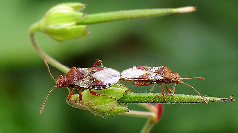Rhopalus subrufus - Copula Image from a few years back, to fill in a blank ... Coreoidea,Jane's garden,Rhopalidae,Rhopalus,Rhopalus subrufus,copulation,nl: Geblokte glasvleugelwants