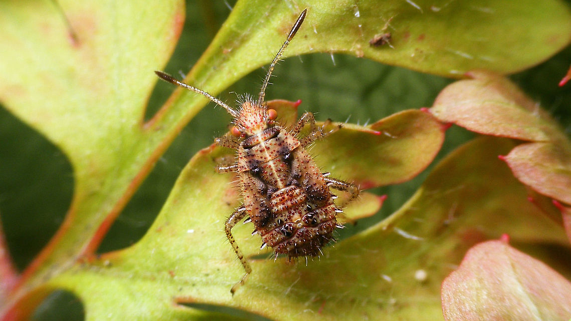 Rhopalus subrufus - Nymph (5th std.) Same individual as this 4th stadium nymph, one day earlier:<br />
<figure class="photo"><a href="https://www.jungledragon.com/image/117874/rhopalus_subrufus_-_nymph_4th_std._brownish.html" title="Rhopalus subrufus - Nymph (4th std.), brownish"><img src="https://s3.amazonaws.com/media.jungledragon.com/images/3043/117874_thumb.jpg?AWSAccessKeyId=05GMT0V3GWVNE7GGM1R2&Expires=1763596810&Signature=JtX67dudyUext2JvYZ1I7PJXcG8%3D" width="200" height="114" alt="Rhopalus subrufus - Nymph (4th std.), brownish Brownish 4th stadium nymph.<br />
One day later it had moulted to 5th (last) stadium:<br />
https://www.jungledragon.com/image/118015/rhopalus_subrufus_-_nymph_5th_std.html Coreoidea,Geranium robertianum,Herb Robert,Jane&#039;s garden,Nymph,Rhopalidae,Rhopalus,Rhopalus subrufus,nl: Geblokte glasvleugelwants,nl: Robertskruid" /></a></figure> Coreoidea,Geranium robertianum,Herb Robert,Jane's garden,Nymph,Rhopalidae,Rhopalus,Rhopalus subrufus,nl: Geblokte glasvleugelwants,nl: Robertskruid