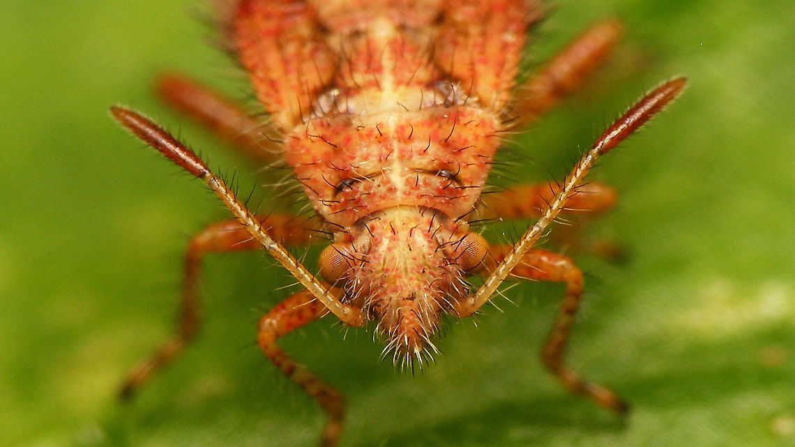 Rhopalus subrufus - Nymph (5th std.) portrait Portrait of this nymph:<br />
<figure class="photo"><a href="https://www.jungledragon.com/image/118018/rhopalus_subrufus_-_nymph_5th_std._pinkish_brown.html" title="Rhopalus subrufus - Nymph (5th std.) pinkish brown"><img src="https://s3.amazonaws.com/media.jungledragon.com/images/3043/118018_thumb.jpg?AWSAccessKeyId=05GMT0V3GWVNE7GGM1R2&Expires=1759968010&Signature=qvshTOQV6lxWH1QaRdQiP4Y54JE%3D" width="200" height="114" alt="Rhopalus subrufus - Nymph (5th std.) pinkish brown Last year&#039;s image of a pinkish brown 5th. stadium nymph.<br />
Portrait of the same nymph:<br />
https://www.jungledragon.com/image/118017/rhopalus_subrufus_-_nymph_5th_std._portrait.html<br />
It later rendered this adult:<br />
https://www.jungledragon.com/image/97834/rhopalus_subrufus_-_teneral.html Coreoidea,Jane&#039;s garden,Nymph,Rhopalidae,Rhopalus,Rhopalus subrufus,nl: Geblokte glasvleugelwants" /></a></figure><br />
That later rendered this adult:<br />
<figure class="photo"><a href="https://www.jungledragon.com/image/97834/rhopalus_subrufus_-_teneral.html" title="Rhopalus subrufus - Teneral"><img src="https://s3.amazonaws.com/media.jungledragon.com/images/3043/97834_thumb.jpg?AWSAccessKeyId=05GMT0V3GWVNE7GGM1R2&Expires=1759968010&Signature=e4Nu33n3fsLgbnzR2GWYk93UXGg%3D" width="200" height="114" alt="Rhopalus subrufus - Teneral Somewhat teneral still - colours not fully developed. Probably only a few hours after emerging from last nymphal skin.<br />
Resulting imago from this nymph:<br />
https://www.jungledragon.com/image/118018/rhopalus_subrufus_-_nymph_5th_std._pinkish_brown.html<br />
https://www.jungledragon.com/image/118017/rhopalus_subrufus_-_nymph_5th_std._portrait.html Coreoidea,Jane&#039;s garden,Rhopalidae,Rhopalus,Rhopalus subrufus,Teneral,nl: Geblokte glasvleugelwants" /></a></figure> Coreoidea,Jane's garden,Nymph,Rhopalidae,Rhopalus,Rhopalus subrufus,nl: Geblokte glasvleugelwants