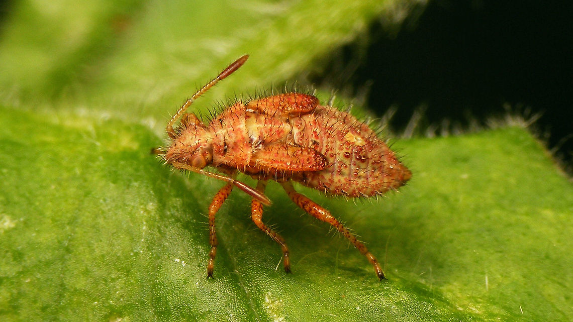 Rhopalus subrufus - Nymph (5th std.) pinkish brown Last year's image of a pinkish brown 5th. stadium nymph.<br />
Portrait of the same nymph:<br />
<figure class="photo"><a href="https://www.jungledragon.com/image/118017/rhopalus_subrufus_-_nymph_5th_std._portrait.html" title="Rhopalus subrufus - Nymph (5th std.) portrait"><img src="https://s3.amazonaws.com/media.jungledragon.com/images/3043/118017_thumb.jpg?AWSAccessKeyId=05GMT0V3GWVNE7GGM1R2&Expires=1770854410&Signature=wsXeyWHPkHmDCgKF9d1YIPSVI6k%3D" width="200" height="114" alt="Rhopalus subrufus - Nymph (5th std.) portrait Portrait of this nymph:<br />
https://www.jungledragon.com/image/118018/rhopalus_subrufus_-_nymph_5th_std._pinkish_brown.html<br />
That later rendered this adult:<br />
https://www.jungledragon.com/image/97834/rhopalus_subrufus_-_teneral.html Coreoidea,Jane's garden,Nymph,Rhopalidae,Rhopalus,Rhopalus subrufus,nl: Geblokte glasvleugelwants" /></a></figure><br />
It later rendered this adult:<br />
<figure class="photo"><a href="https://www.jungledragon.com/image/97834/rhopalus_subrufus_-_teneral.html" title="Rhopalus subrufus - Teneral"><img src="https://s3.amazonaws.com/media.jungledragon.com/images/3043/97834_thumb.jpg?AWSAccessKeyId=05GMT0V3GWVNE7GGM1R2&Expires=1770854410&Signature=tx8zJAaUi4Q4QK%2FX7DG01R2pv8Q%3D" width="200" height="114" alt="Rhopalus subrufus - Teneral Somewhat teneral still - colours not fully developed. Probably only a few hours after emerging from last nymphal skin.<br />
Resulting imago from this nymph:<br />
https://www.jungledragon.com/image/118018/rhopalus_subrufus_-_nymph_5th_std._pinkish_brown.html<br />
https://www.jungledragon.com/image/118017/rhopalus_subrufus_-_nymph_5th_std._portrait.html Coreoidea,Jane's garden,Rhopalidae,Rhopalus,Rhopalus subrufus,Teneral,nl: Geblokte glasvleugelwants" /></a></figure> Coreoidea,Jane's garden,Nymph,Rhopalidae,Rhopalus,Rhopalus subrufus,nl: Geblokte glasvleugelwants