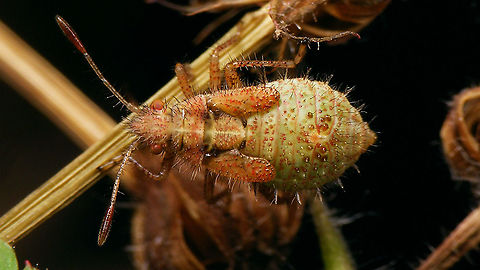 Rhopalus subrufus - Nymph (5th std.), greenish Image shot last year. Fun fact: You can already recognize the "split" tip of the scutellum (diagnostic character in adults) :o) Coreoidea,Jane's garden,Nymph,Rhopalidae,Rhopalus,Rhopalus subrufus,nl: Geblokte glasvleugelwants