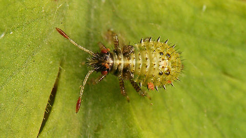 Rhopalus subrufus - Nymph (3rd. std.), greenish  Coreoidea,Jane's garden,Nymph,Rhopalidae,Rhopalus,Rhopalus subrufus,nl: Geblokte glasvleugelwants