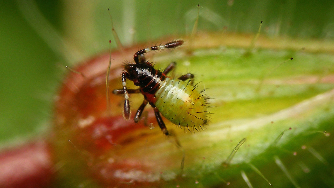 Rhopalus subrufus - Nymph (1st. std.) Barely over 1mm body length, first stadium nymph.<br />
Note: Pierre Moulet in his book (bible? ;o) on the Coreoidea in the Faune de France series (vol.81, 1995, pg.196) must have made a mistake in assembling drawings of the various stadia of nymphs for this species. The drawing (fig.52c) shows a completely different habitus.<br />
If I find the time I may assemble a collage of the different stadia side by side as a &quot;replacement&quot; for this.  Coreoidea,Jane's garden,Nymph,Rhopalidae,Rhopalus,Rhopalus subrufus,nl: Geblokte glasvleugelwants