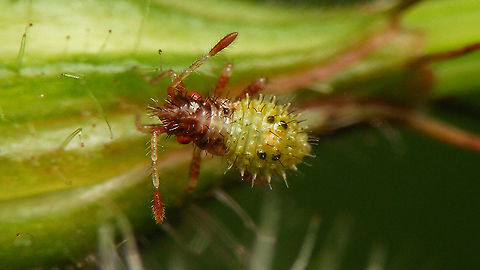 Rhopalus subrufus - Nymph (2nd. std.)  Coreoidea,Jane's garden,Nymph,Rhopalidae,Rhopalus,Rhopalus subrufus,nl: Geblokte glasvleugelwants