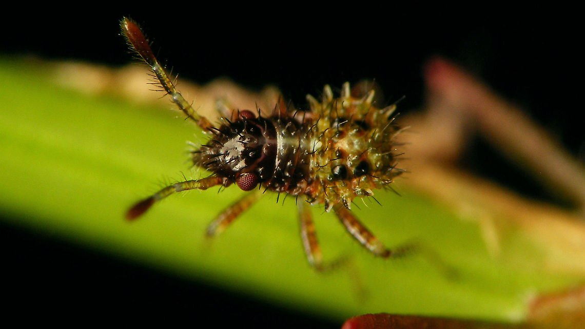 Rhopalus subrufus - Nymph (early 2nd. std.) Not the best shot, but this one had me puzzled for a while (regarding stadium), so I&#039;m adding it for reference ... Coreoidea,Jane's garden,Nymph,Rhopalidae,Rhopalus,Rhopalus subrufus,nl: Geblokte glasvleugelwants