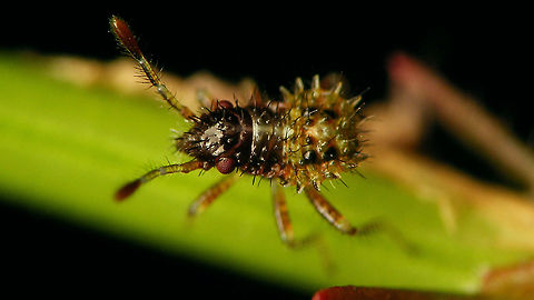 Rhopalus subrufus - Nymph (early 2nd. std.) Not the best shot, but this one had me puzzled for a while (regarding stadium), so I'm adding it for reference ... Coreoidea,Jane's garden,Nymph,Rhopalidae,Rhopalus,Rhopalus subrufus,nl: Geblokte glasvleugelwants