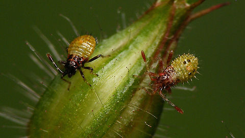 Rhopalus subrufus - Nymphs (1st. & 2nd. std.)  Coreoidea,Geranium robertianum,Herb Robert,Jane's garden,Nymphs,Rhopalidae,Rhopalus,Rhopalus subrufus,nl: Geblokte glasvleugelwants,nl: Robertskruid