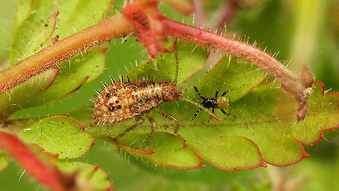 Rhopalus subrufus - Nymphs (4th. & 1st. std.)  Coreoidea,Geranium robertianum,Herb Robert,Jane's garden,Nymphs,Rhopalidae,Rhopalus,Rhopalus subrufus,nl: Geblokte glasvleugelwants,nl: Robertskruid
