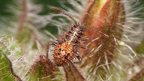 Rhopalus subrufus - Nymph (4th. std.) darkish A nice 4th stadium nymph from last year's series ... Coreoidea,Jane's garden,Nymph,Rhopalidae,Rhopalus,Rhopalus subrufus,nl: Geblokte glasvleugelwants