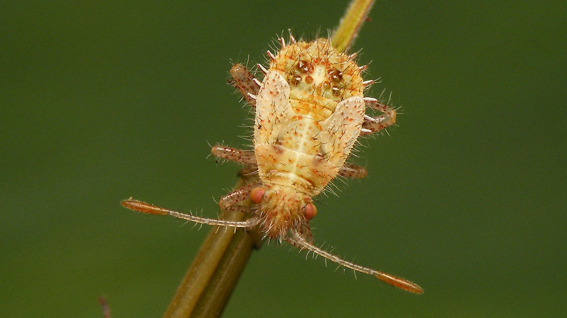Rhopalus subrufus - Nymph (5th std.) somewhat teneral Fairly fresh/teneral 5th stadium nymph.<br />
Portrait showing rostrum:<br />
<figure class="photo"><a href="https://www.jungledragon.com/image/118063/rhopalus_subrufus_-_nymph_5th_std._somewhat_teneral_portrait.html" title="Rhopalus subrufus - Nymph (5th std.) somewhat teneral, portrait"><img src="https://s3.amazonaws.com/media.jungledragon.com/images/3043/118063_thumb.jpg?AWSAccessKeyId=05GMT0V3GWVNE7GGM1R2&Expires=1759968010&Signature=JJpbVOgQkImadkzxvZDZVgP2TdI%3D" width="200" height="114" alt="Rhopalus subrufus - Nymph (5th std.) somewhat teneral, portrait Showing the rostrum ...<br />
Dorsal shot here:<br />
https://www.jungledragon.com/image/118062/rhopalus_subrufus_-_nymph_5th_std._somewhat_teneral.html Coreoidea,Geranium robertianum,Herb Robert,Jane&#039;s garden,Nymph,Rhopalidae,Rhopalus,Rhopalus subrufus,Teneral,nl: Geblokte glasvleugelwants,nl: Robertskruid" /></a></figure> Coreoidea,Jane's garden,Nymph,Rhopalidae,Rhopalus,Rhopalus subrufus,Teneral,nl: Geblokte glasvleugelwants