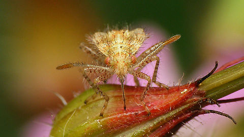 Rhopalus subrufus - Nymph (5th std.) somewhat teneral, portrait Showing the rostrum ...
Dorsal shot here:
https://www.jungledragon.com/image/118062/rhopalus_subrufus_-_nymph_5th_std._somewhat_teneral.html Coreoidea,Geranium robertianum,Herb Robert,Jane's garden,Nymph,Rhopalidae,Rhopalus,Rhopalus subrufus,Teneral,nl: Geblokte glasvleugelwants,nl: Robertskruid