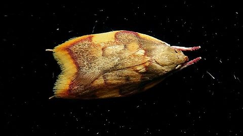 Carcina quercana on window  Alerdinck,Carcina,Carcina quercana,Depressariidae,Gelechioidea,Geotagged,Lepidoptera,Moth,Netherlands,Oak Lantern,Peleopodidae,moth week 2019,nl: Vuurmot