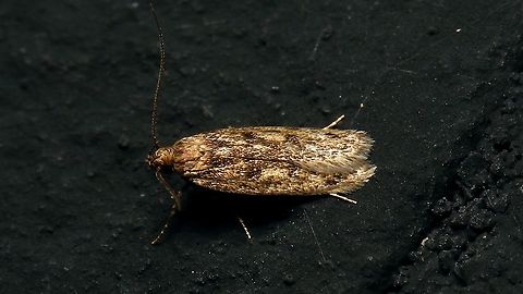 Brown house moth