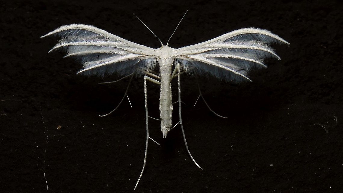 Pterophorus pentadactyla  Alerdinck,Geotagged,Lepidoptera,Netherlands,Pterophoridae,Pterophorinae,Pterophoroidea,Pterophorus,Pterophorus pentadactyla,Summer,White plume moth,nl: Sneeuwwitte vedermot