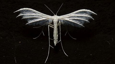 Pterophorus pentadactyla  Alerdinck,Geotagged,Lepidoptera,Netherlands,Pterophoridae,Pterophorinae,Pterophoroidea,Pterophorus,Pterophorus pentadactyla,Summer,White plume moth,nl: Sneeuwwitte vedermot