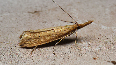 Donacaula forficella  Alerdinck,Crambidae,Donacaula,Donacaula forficella,Geotagged,Lepidoptera,Moth,Netherlands,Pyraloidea,Schoenobiinae,moth week 2019,nl: Liesgrassnuitmot