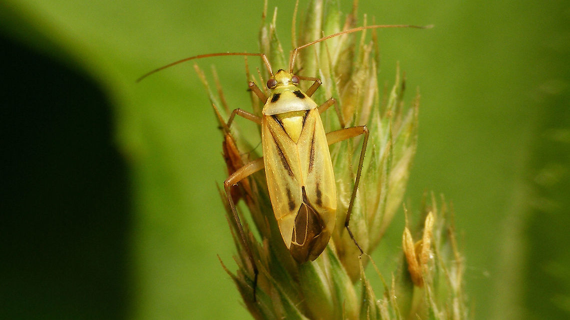 Stenotus binotatus - Female Adding the species for Europe (where it originates) and the garden, as well as showing the female colour morph...<br />
Close-up showing the fine pale hairs:<br />
<figure class="photo"><a href="https://www.jungledragon.com/image/118210/stenotus_binotatus_-_close-up_of_hairs.html" title="Stenotus binotatus - Close-up of hairs"><img src="https://s3.amazonaws.com/media.jungledragon.com/images/3043/118210_thumb.jpg?AWSAccessKeyId=05GMT0V3GWVNE7GGM1R2&Expires=1763596810&Signature=UY9N5IcdMW2YCltHxwTg0JY1EPM%3D" width="200" height="114" alt="Stenotus binotatus - Close-up of hairs Full lady here:<br />
https://www.jungledragon.com/image/118209/stenotus_binotatus_-_female.html Jane&#039;s garden,Miridae,Mirinae,Mirini,Stenotus,Stenotus binotatus,Two-spotted Grass Bug,nl: Grasbloemwants" /></a></figure> Jane's garden,Miridae,Mirinae,Mirini,Stenotus,Stenotus binotatus,Two-spotted Grass Bug,nl: Grasbloemwants