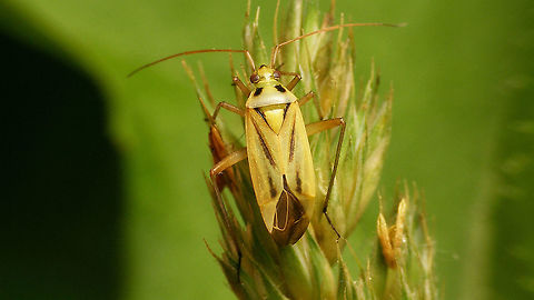 Stenotus binotatus - Female Adding the species for Europe (where it originates) and the garden, as well as showing the female colour morph...
Close-up showing the fine pale hairs:
https://www.jungledragon.com/image/118210/stenotus_binotatus_-_close-up_of_hairs.html Jane's garden,Miridae,Mirinae,Mirini,Stenotus,Stenotus binotatus,Two-spotted Grass Bug,nl: Grasbloemwants