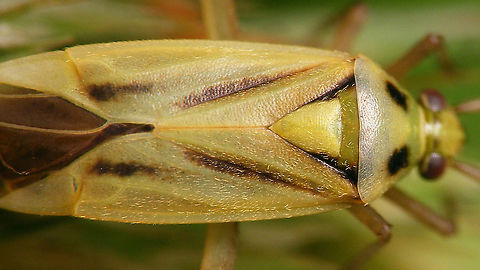 Stenotus binotatus - Close-up of hairs Full lady here:
https://www.jungledragon.com/image/118209/stenotus_binotatus_-_female.html Jane's garden,Miridae,Mirinae,Mirini,Stenotus,Stenotus binotatus,Two-spotted Grass Bug,nl: Grasbloemwants