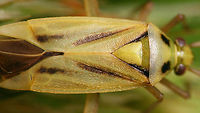 Stenotus binotatus - Close-up of hairs Full lady here:<br />
https://www.jungledragon.com/image/118209/stenotus_binotatus_-_female.html Jane's garden,Miridae,Mirinae,Mirini,Stenotus,Stenotus binotatus,Two-spotted Grass Bug,nl: Grasbloemwants