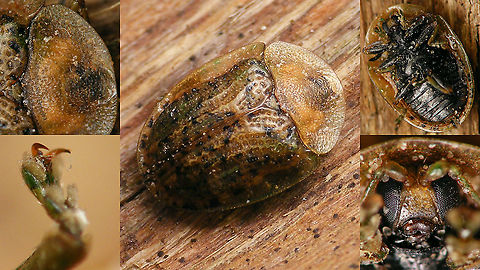 Cassida (Cassida) nebulosa - Details  Beet tortoise beetle,Cassida,Cassida nebulosa,Cassidinae,Cassidini,Chrysomelidae,Chrysomeloidea,Cucujiformia,nl: Gevlekte schildpadtor