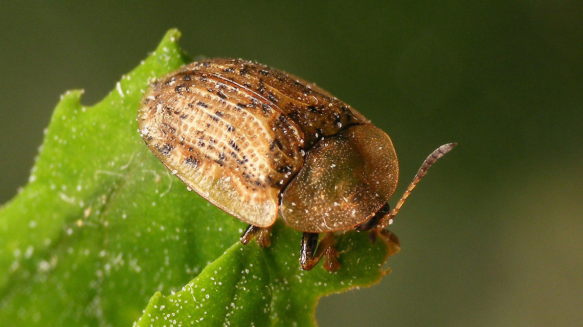 Cassida (Cassida) nebulosa  Beet tortoise beetle,Cassida,Cassida nebulosa,Cassidinae,Cassidini,Chrysomelidae,Chrysomeloidea,Cucujiformia,nl: Gevlekte schildpadtor