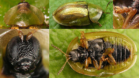 Cassida vittata - Details  Bordered Tortoise Beetle,Cassida,Cassida vittata,Cassidinae,Cassidini,Cassidulella,Chrysomelidae,Chrysomeloidea,Cucujiformia,Jane's garden