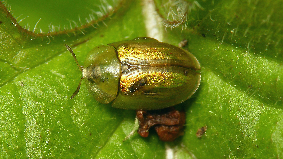 Cassida (Cassidulella) vittata  Bordered Tortoise Beetle,Cassida,Cassida vittata,Cassidinae,Cassidini,Cassidulella,Chrysomelidae,Chrysomeloidea,Cucujiformia,Jane's garden