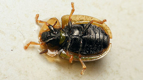 Cassida vibex - Ventral  Cassida,Cassida vibex,Cassidinae,Cassidini,Chrysomelidae,Chrysomeloidea,Cucujiformia,nl: Roestige distelschildpadtor