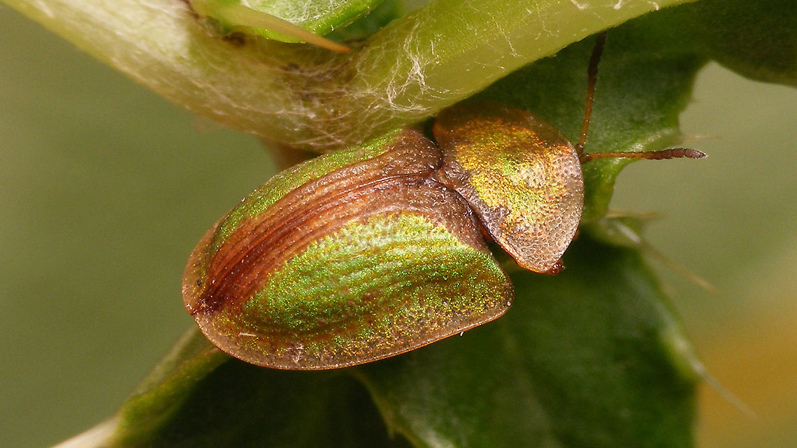 Cassida (Cassida) vibex  Cassida,Cassida vibex,Cassidinae,Cassidini,Chrysomelidae,Chrysomeloidea,Cucujiformia,nl: Roestige distelschildpadtor