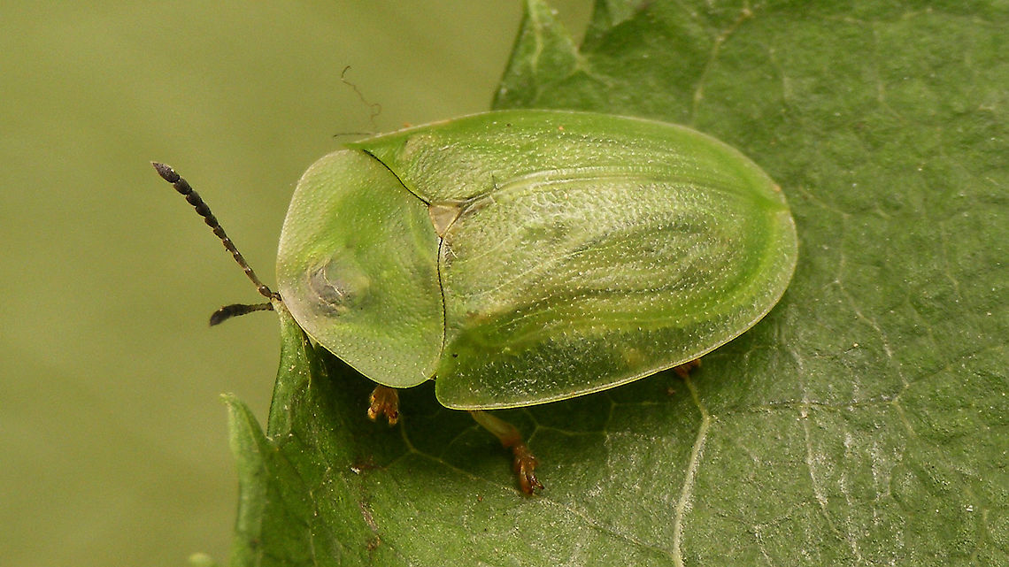 Cassida (Odontionycha) viridis  Cassida,Cassida viridis,Cassidinae,Cassidini,Chrysomelidae,Chrysomeloidea,Cucujiformia,Green Tortoise Beetle,Odontionycha,cassida viridis,nl: Muntschildpadtor