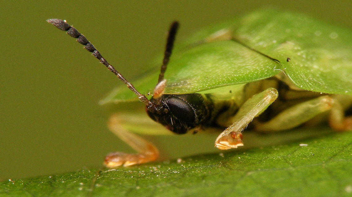 Cassida viridis - Portrait  Cassida,Cassida viridis,Cassidinae,Cassidini,Chrysomelidae,Chrysomeloidea,Cucujiformia,Green Tortoise Beetle,Green tortoise beetle,Odontionycha,nl: Muntschildpadtor