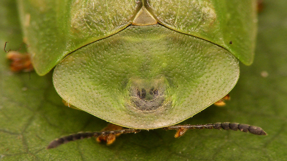 Cassida viridis - Pronotum  Cassida,Cassida viridis,Cassidinae,Cassidini,Chrysomelidae,Chrysomeloidea,Cucujiformia,Green Tortoise Beetle,Green tortoise beetle,Odontionycha,nl: Muntschildpadtor