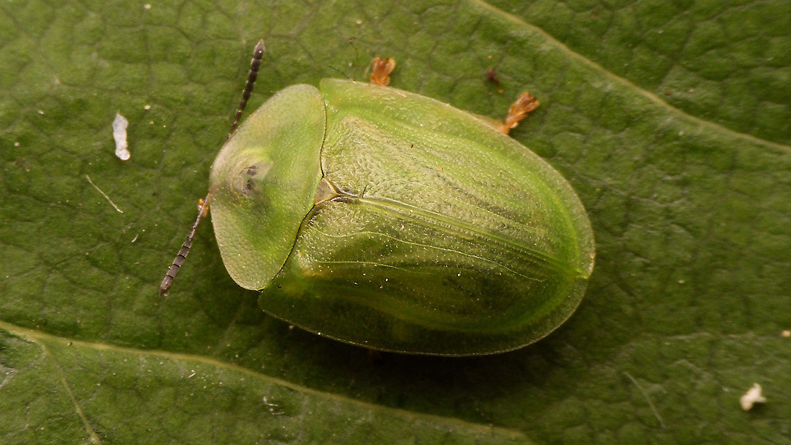 Cassida viridis - Dorsal  Cassida,Cassida viridis,Cassidinae,Cassidini,Chrysomelidae,Chrysomeloidea,Cucujiformia,Green Tortoise Beetle,Green tortoise beetle,Odontionycha,nl: Muntschildpadtor