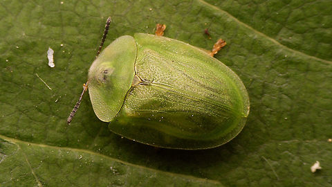 Cassida viridis - Dorsal  Cassida,Cassida viridis,Cassidinae,Cassidini,Chrysomelidae,Chrysomeloidea,Cucujiformia,Green Tortoise Beetle,Green tortoise beetle,Odontionycha,nl: Muntschildpadtor